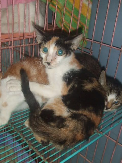 圖檔