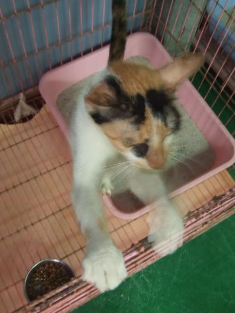 圖檔