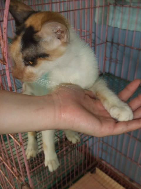 圖檔