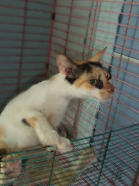 圖檔