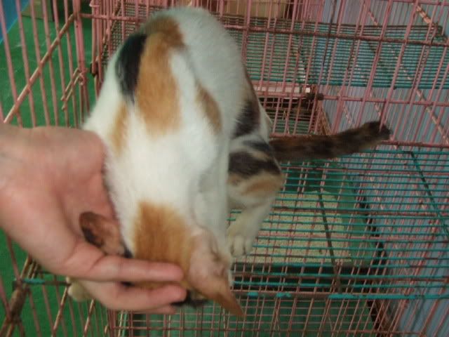 圖檔