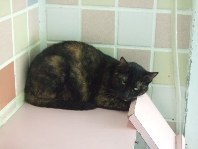 圖檔