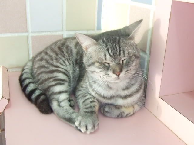 圖檔