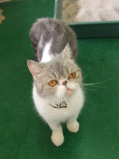 圖檔