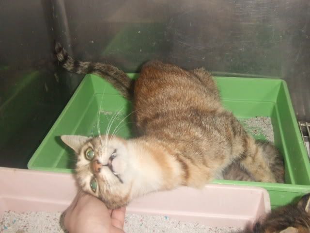 圖檔