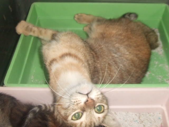 圖檔