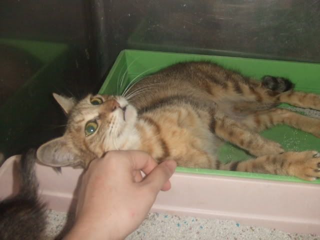 圖檔