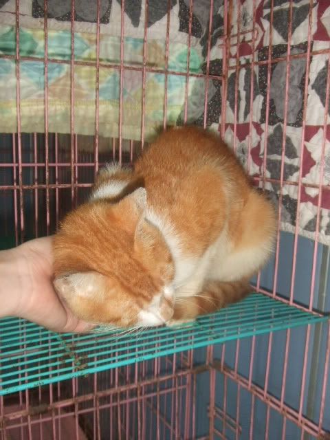 圖檔