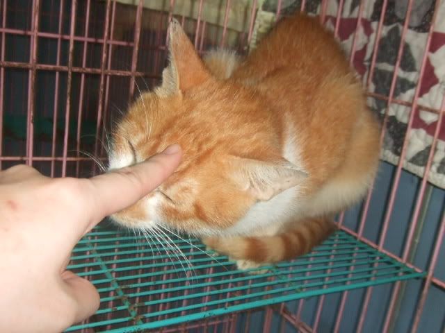 圖檔