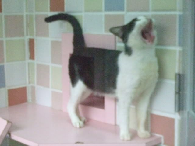 圖檔
