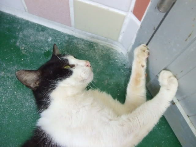 圖檔