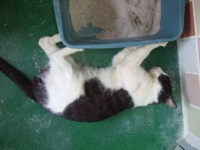 圖檔