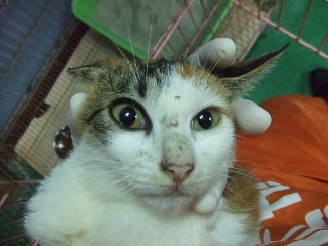 圖檔
