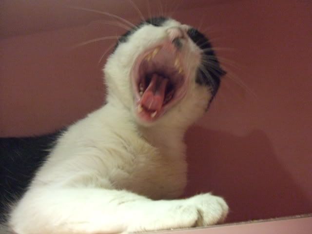 圖檔