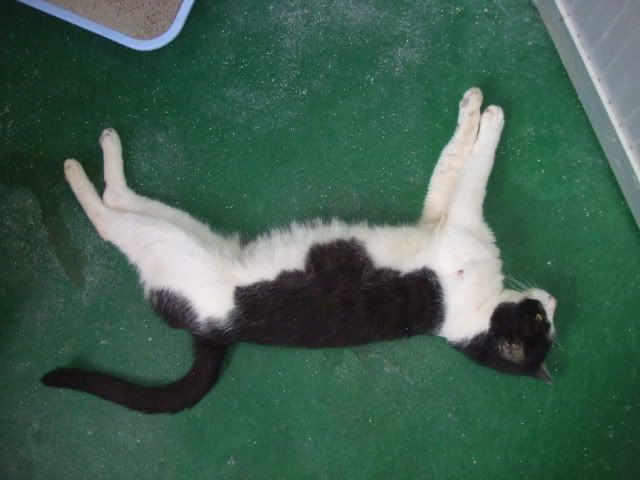 圖檔
