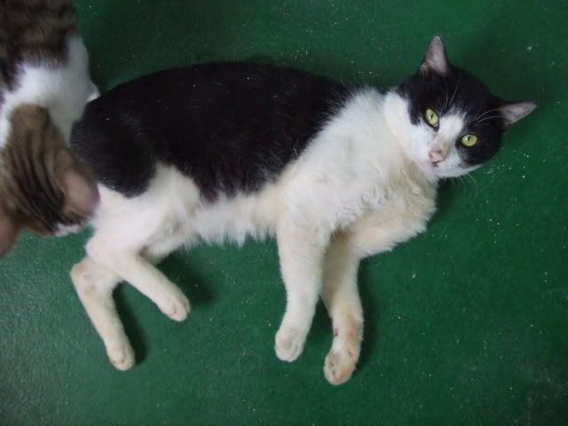 圖檔