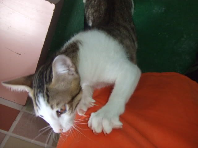 圖檔