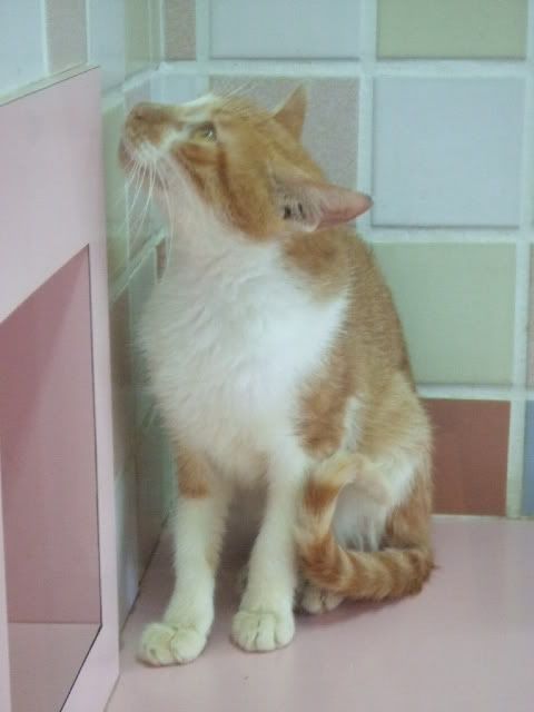 圖檔
