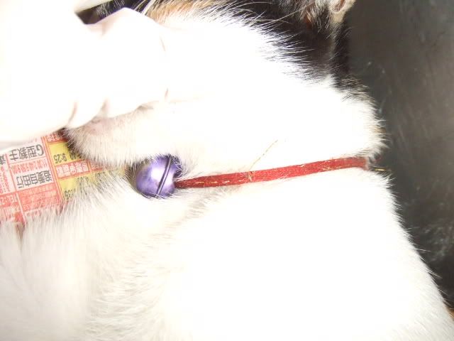 圖檔