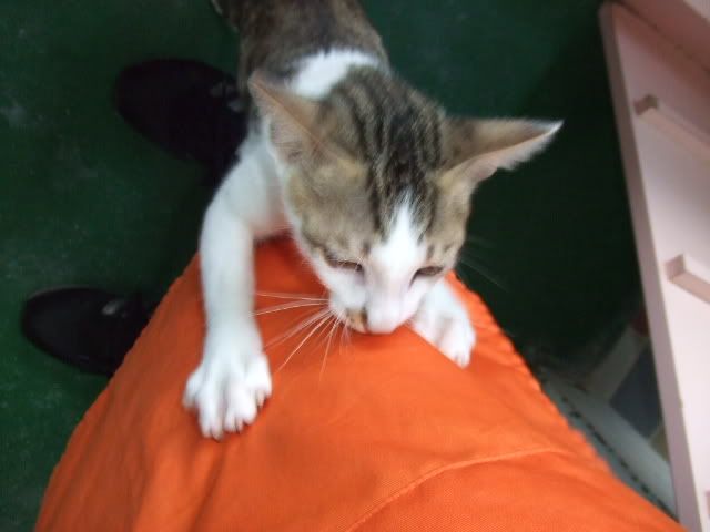 圖檔
