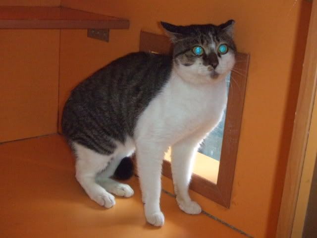 圖檔
