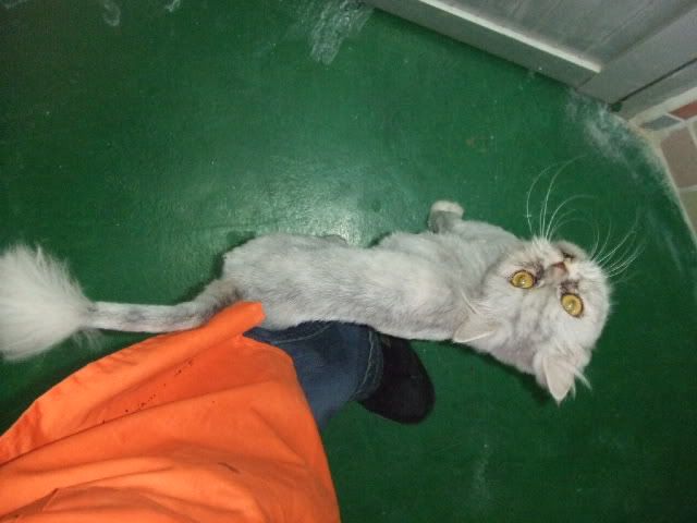 圖檔