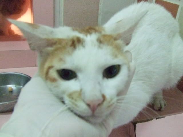 圖檔