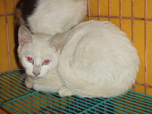 圖檔
