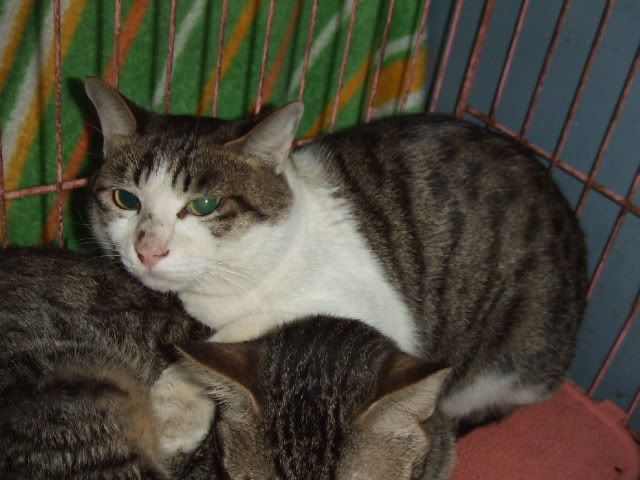 圖檔