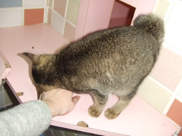 圖檔