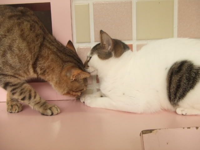 圖檔