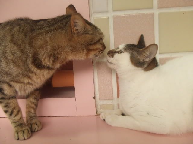 圖檔