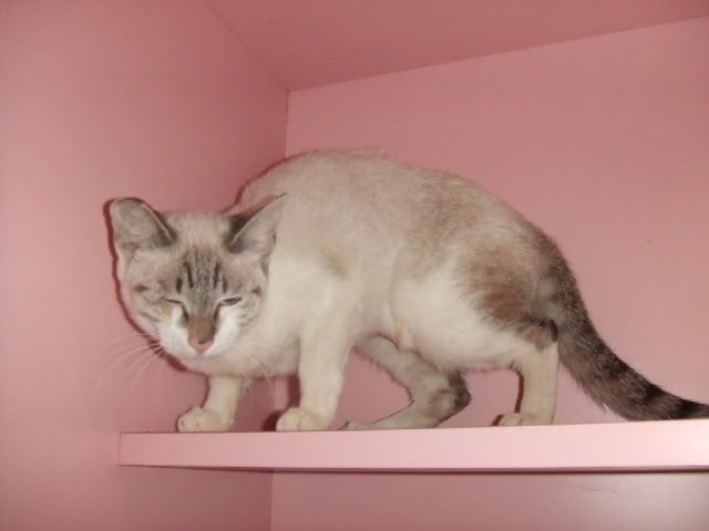 圖檔