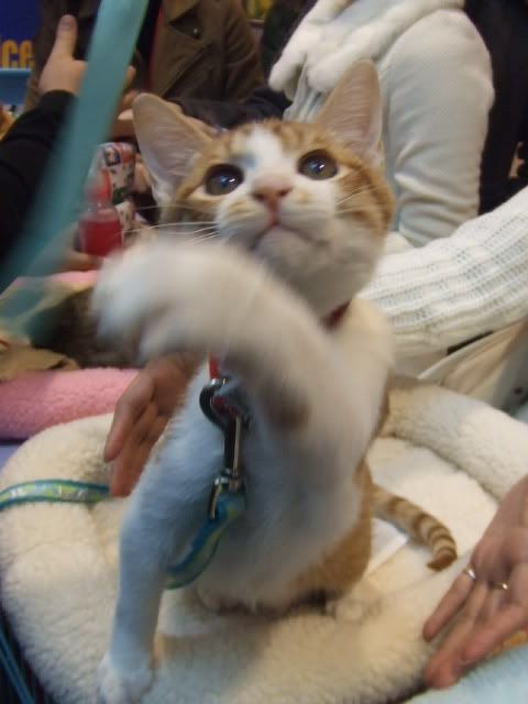 圖檔