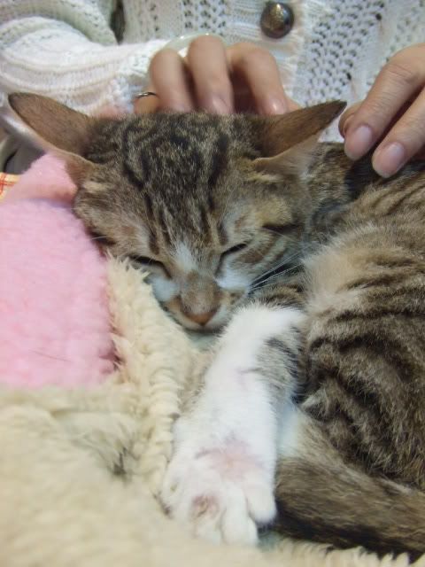 圖檔