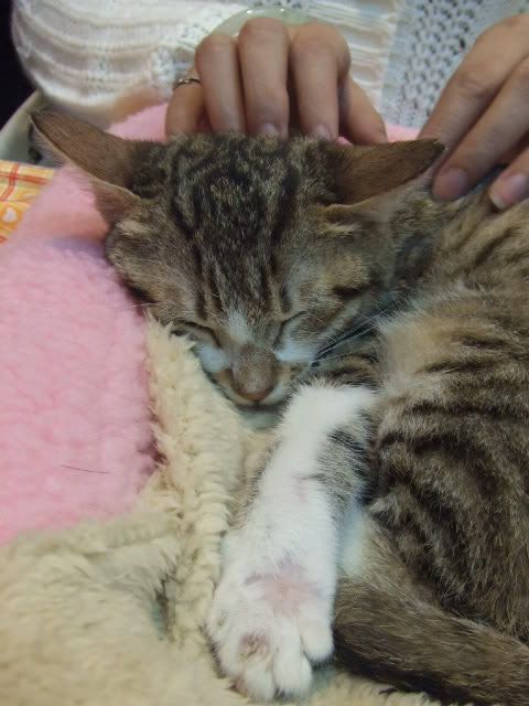 圖檔