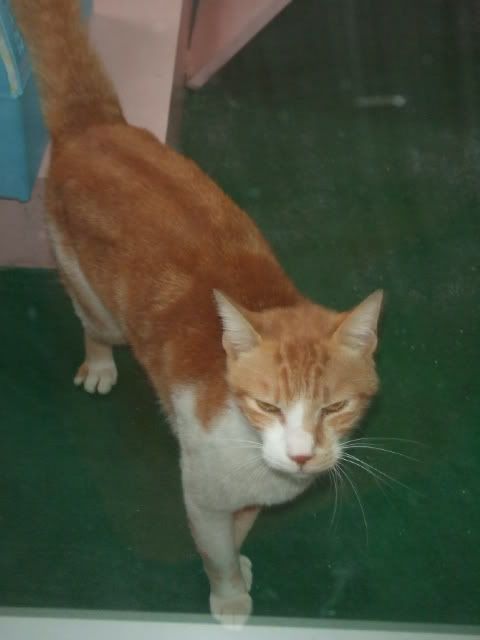 圖檔