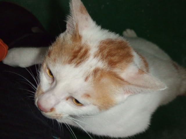 圖檔