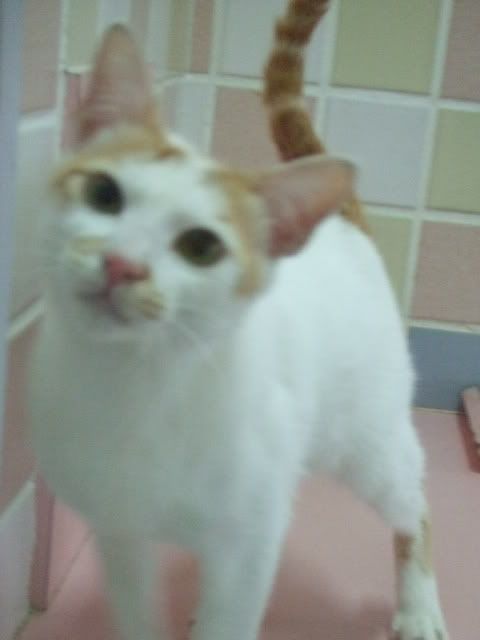 圖檔