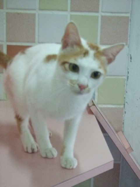 圖檔