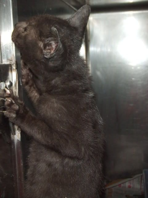 圖檔
