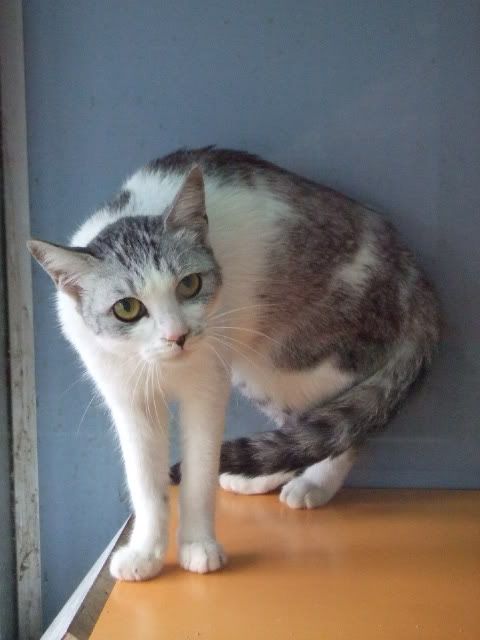 圖檔