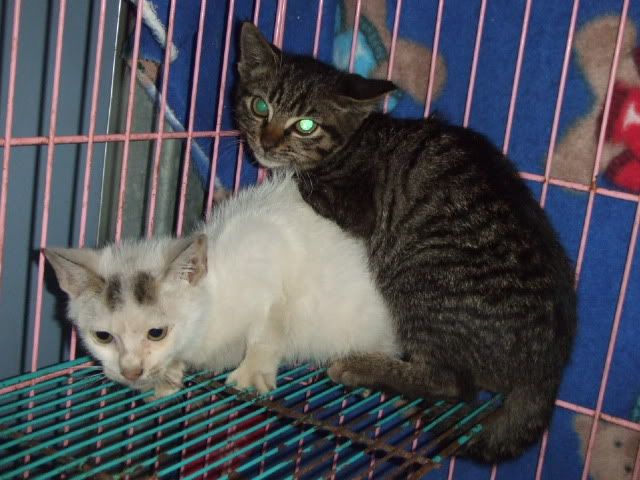 圖檔