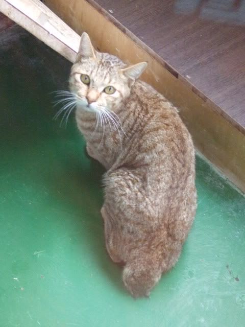 圖檔