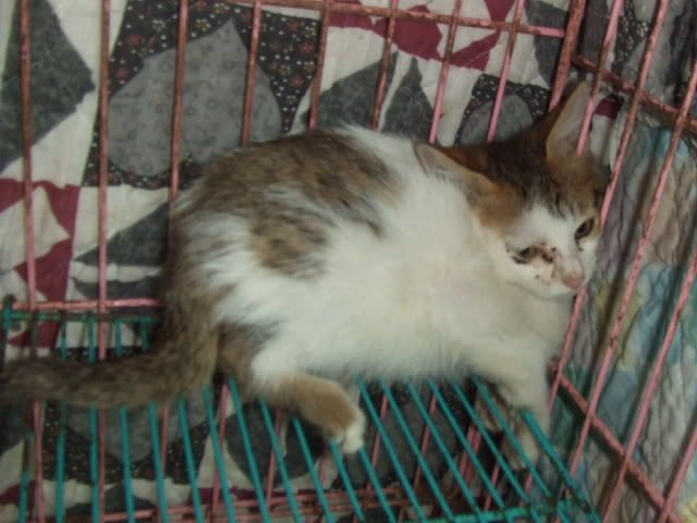 圖檔