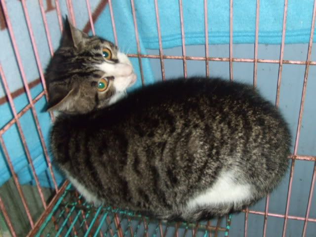 圖檔