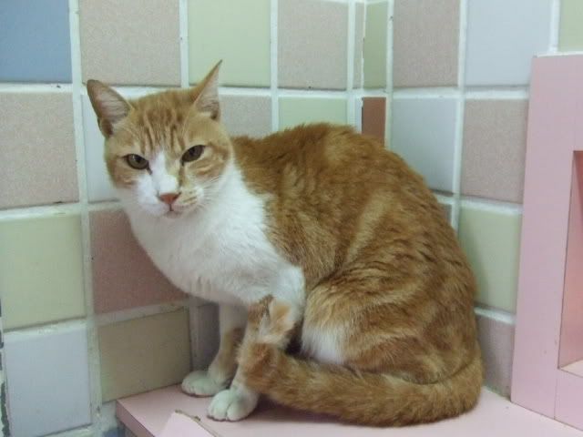 圖檔