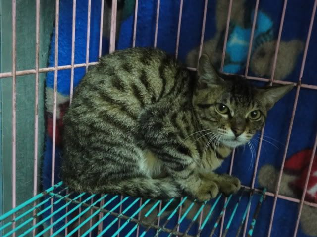 圖檔