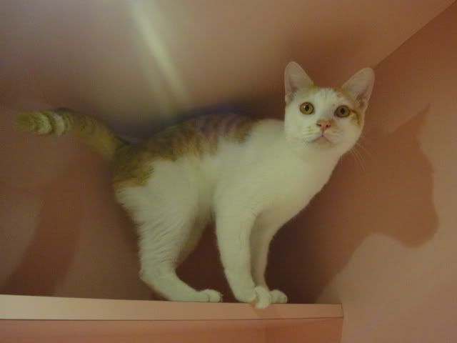 圖檔