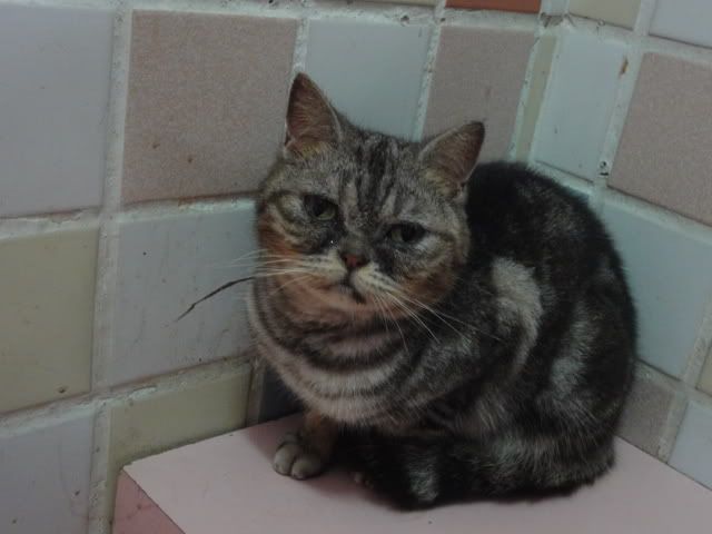 圖檔